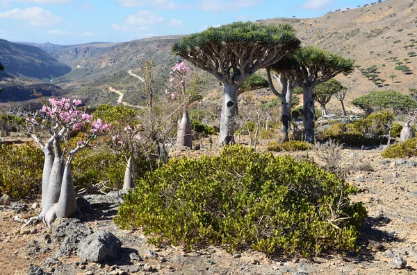 예멘 소코트 섬, 드래곤, 병 (사막 로즈-adenium obesum) diksam의 고원에 나무 — 스톡 사진