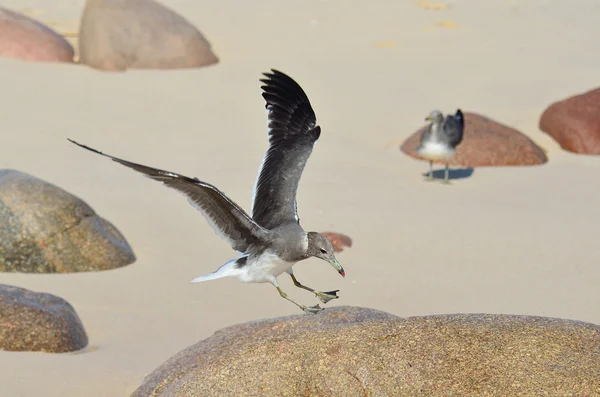 Seagull on the bank of Arabian sea — Stock Photo, Image