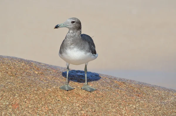 Möwe am Ufer des Arabischen Meeres — Stockfoto