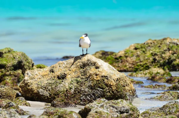 Mouette au bord de la mer d'Arabie — Photo