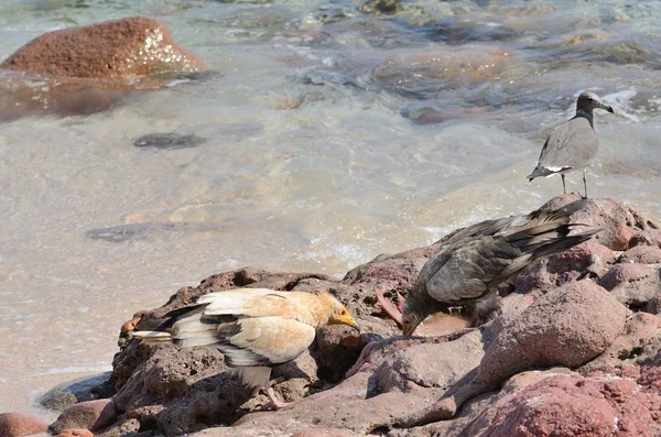 Buitres egipcios (Neophron Percnopterus) se sientan en las rocas en la isla de Socotra en la naturaleza — Foto de Stock