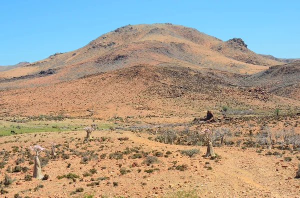 Yemen, Isla Socotra, paisaje con los árboles de botella (rosa del desierto - adenium jalá ) — Foto de Stock