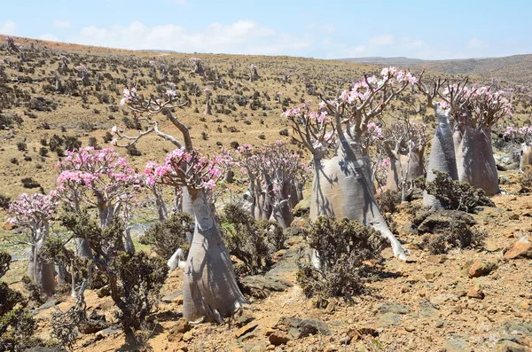 Fles tree (woestijn roos - Woestijnroos obesum) op het eiland socotra, mumi hill — Stockfoto