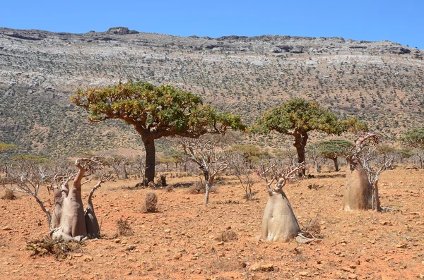 Yémen, Socotra, ladan et bouteilles (rose du désert - adénium obesum) sur le plateau Homhil — Photo
