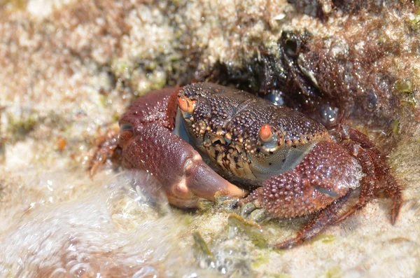 Krab in het water tussen de rotsen, het eiland socotra, Jemen — Stockfoto