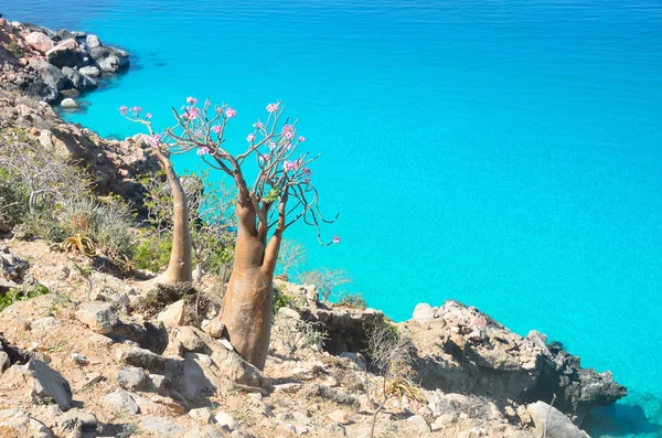 Bottle trees  (desert rose - adenium obesum) on the rocky coast of the Arabian Sea, Socotra — Stock Photo, Image
