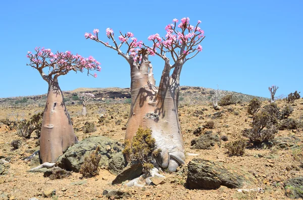 Yemen, socotra, fles tree (woestijn roos - Woestijnroos obesum) op het plateau mumi — Stockfoto