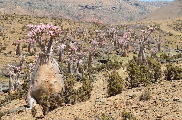 Árvore de garrafa (rosa do deserto - adenium obesum) no planalto Mumi, Iêmen, Socotra — Fotografia de Stock