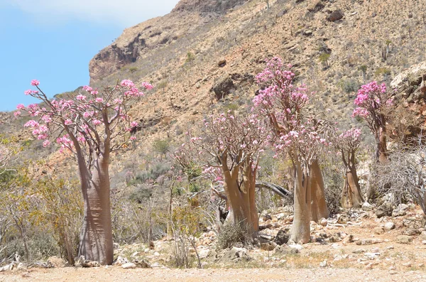 Butelka drzewo (róża pustyni - Adium obesum), Jemen, Sokotra — Zdjęcie stockowe