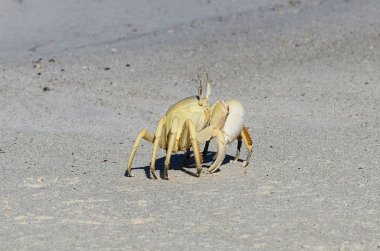 Yengeç ıslak kum, Sokotra Adası, yemen