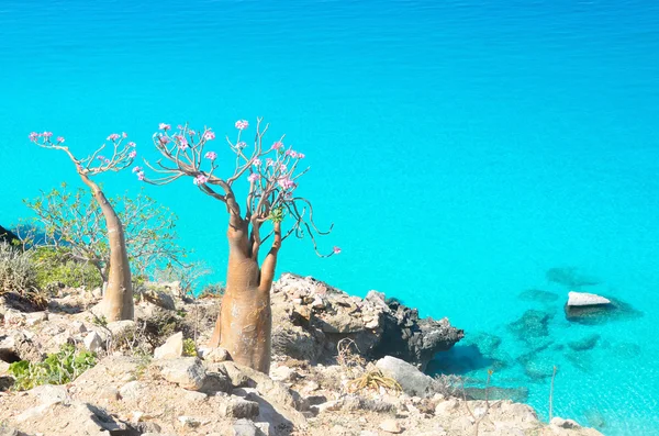 Bottiglie (rosa del deserto - adenium obesum) sulla costa rocciosa del Mar Arabico, Socotra — Foto Stock