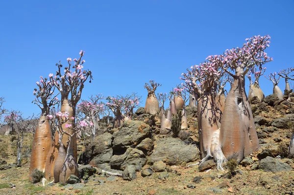 Yemen, Socotra, albero delle bottiglie (rosa del deserto - adenio obesum) sull'altopiano di Mumi — Foto Stock