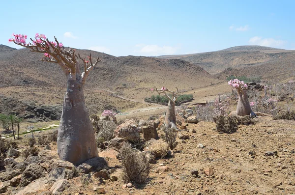 Yemen, socotra, arbre bouteille (rose du désert - adenium obesum) sur le plateau de mumi — Zdjęcie stockowe