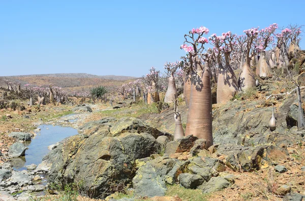 Yemen, Socotra, árbol de botella (rosa del desierto - adenium jalá) en la meseta Mumi — Foto de Stock