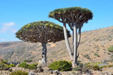 Yemen, Sokotra, dragon ağaçta diksam Yaylası