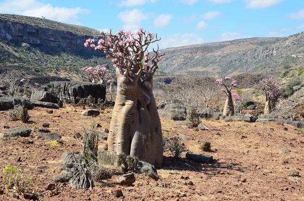 Yemen, Socotra, árboles de botella (rosa del desierto adenium jalá) en la meseta por encima de la garganta Kalesan — Foto de Stock
