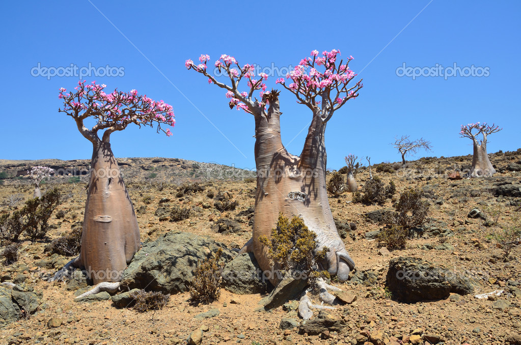 Yemen, Socotra, bottle tree (desert rose - adenium obesum) on the