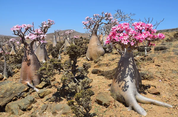 Iémen, Socotra, ladan e árvores de garrafa (rosa do deserto - adenium obesum) no planalto de Mumi — Fotografia de Stock