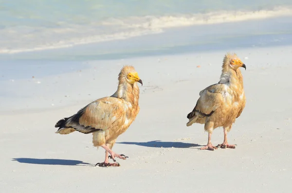 Egyptian vultures (Neophron Percnopterus) sits on the sand on the island of Socotra in the wild — Stock Photo, Image