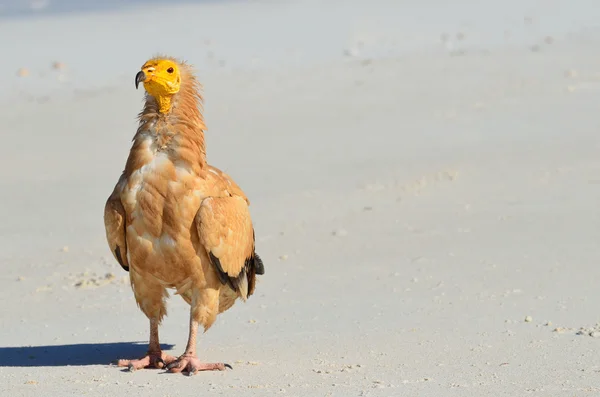 Abutre egípcio (Neophron Percnopterus) senta-se na areia na ilha de Socotra, na natureza — Fotografia de Stock