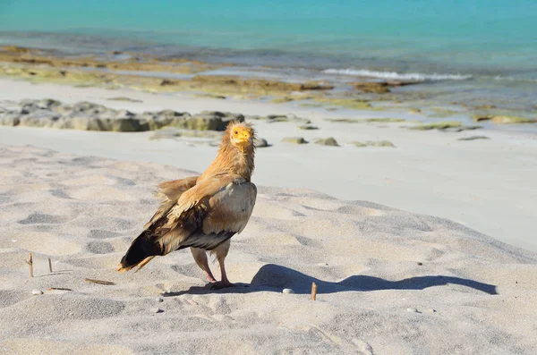 Egyptian vulture (Neophron Percnopterus) sits on the sand on the island of Socotra in the wild — Stock Photo, Image