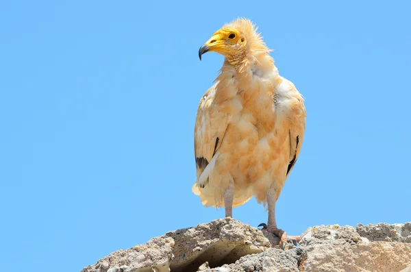 Abutre egípcio (Neophron Percnopterus) senta-se na pedra, Socotra, Iêmen — Fotografia de Stock