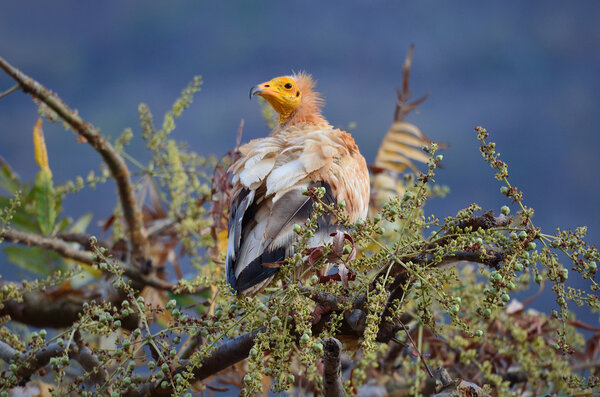 Egyptian vulture (Neophron Percnopterus) sits on the branch of the tree, Socotra, Yemen