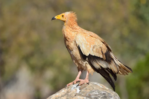 Avvoltoio egiziano (Neophron Percnopterus) siede sulla pietra, Socotra, Yemen — Foto Stock