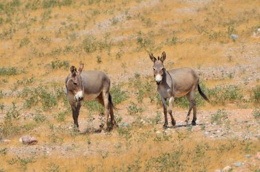 Yemen'deki Sokotra Adası üzerinde vahşi iki eşek