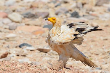 Mısır akbabası (Neophron Percnopterus) üzerinde plaj, Umman Denizi, Sokotra, Yemen