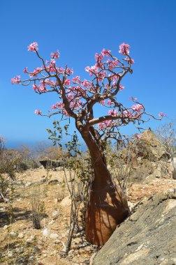 Yemen, Sokotra, şişe ağaç (çöl gülü - adenium obesum)