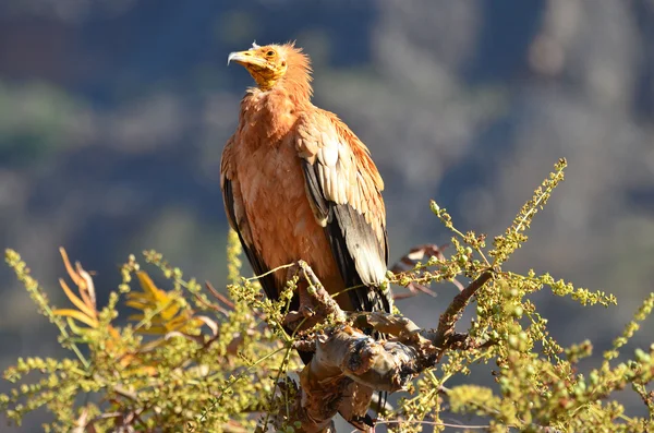 Abutre egípcio (Neophron Percnopterus) senta-se no ramo da árvore, Socotra, Iêmen — Fotografia de Stock