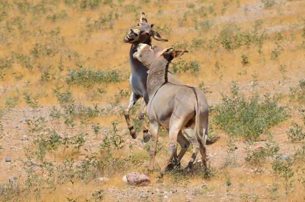 Twee ezels in het wild op het eiland socotra in Jemen — Stok fotoğraf