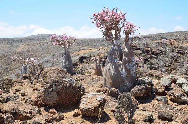Yemen, socotra, fles tree (woestijn roos - Woestijnroos obesum) op het plateau mumi — Stockfoto