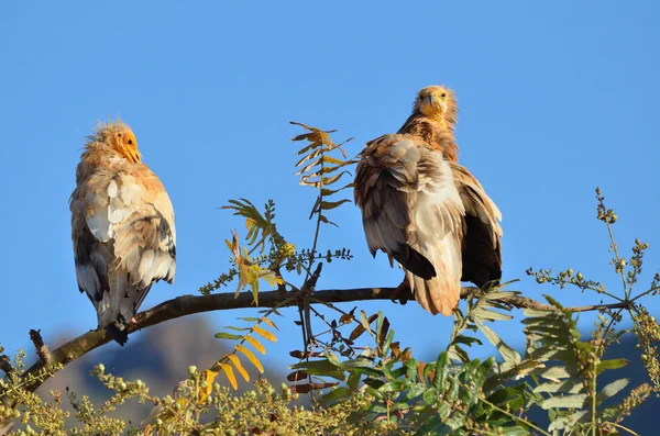 Abutres egípcios (Neophron Percnopterus) sentam-se no ramo da árvore, Socotra, Iêmen — Fotografia de Stock