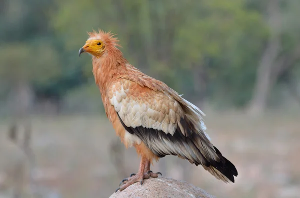 Abutre egípcio (Neophron Percnopterus) senta-se na pedra, Socotra, Iêmen — Fotografia de Stock