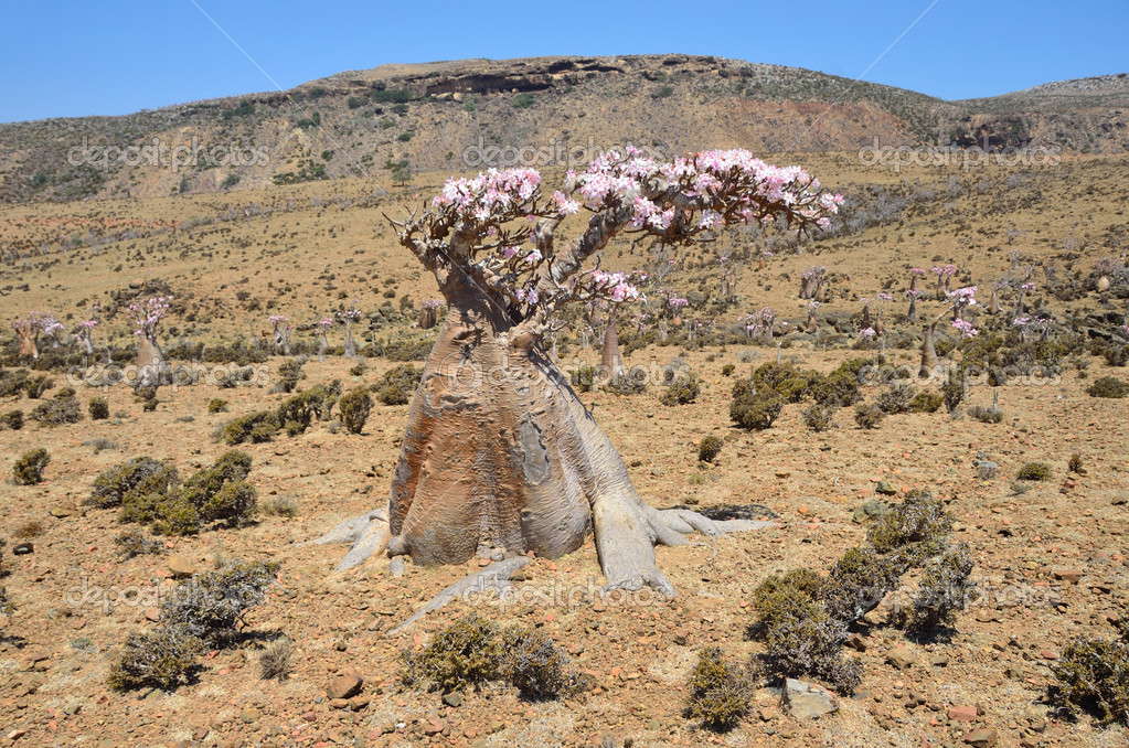 Yemen, Socotra, bottle tree (desert rose adenium obesum) on the