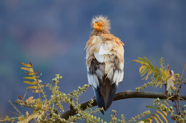 Abutre egípcio (Neophron Percnopterus) senta-se no ramo da árvore, Socotra, Iêmen — Fotografia de Stock