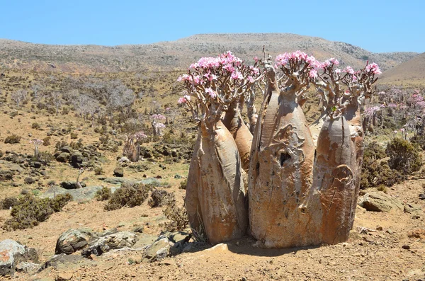 Jemen, socotra, flaskträd (desert rose - adenium obesum) på den platå mumi — Stockfoto