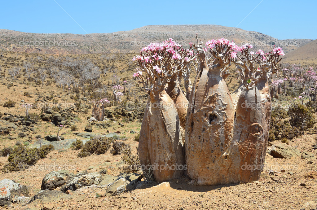 Yemen, Socotra, bottle tree (desert rose adenium obesum) on the