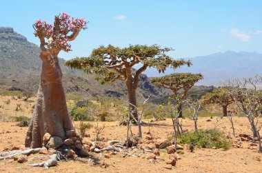 Yemen, Sokotra, ladan ve şişe ağaçta homhil Yaylası (çöl gülü - adenium obesum)