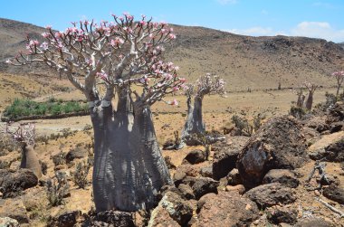 Yemen, Sokotra, şişe ağaçlar (çöl gülü - adenium obesum) mumi Yaylası
