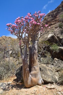 Yemen, Sokotra, şişe ağaçlar (çöl gülü - adenium obesum)