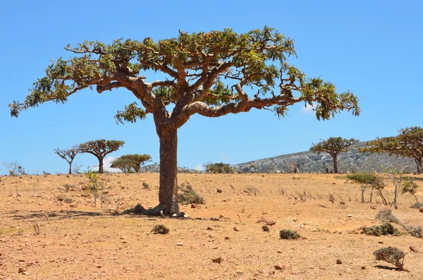 Yemen, Socotra, árboles Ladan en la meseta Homhil — Foto de Stock