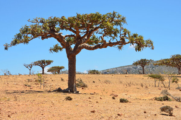 Yemen, Socotra, ladan trees on Homhil plateau