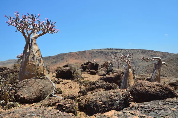 Jemen, socotra, láhev stromy (pouštní růže - adenium obesum) na plošině mumi — Stock fotografie