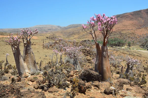 Yemen, Socotra, bottle trees (desert rose - adenium obesum) on Mumi plateau — Stock Photo, Image