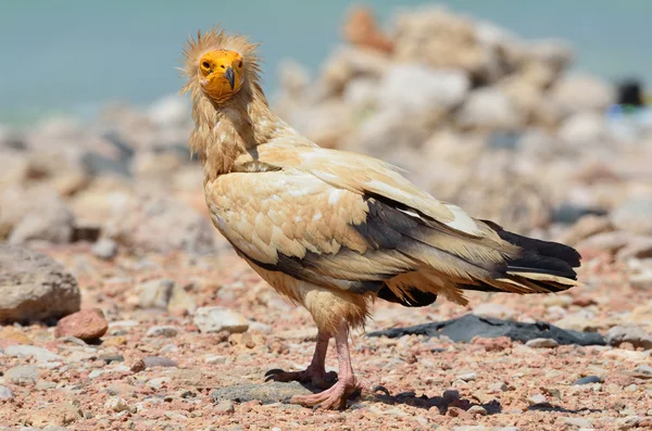 Abutre egípcio (Neophron Percnopterus) na praia do mar da Arábia, Socotra, Iêmen — Fotografia de Stock