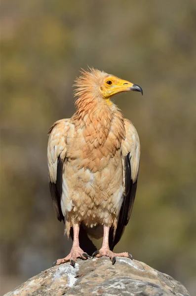 Egyptian vulture (Neophron Percnopterus) sits on the stone, Socotra, Yemen — Stock Photo, Image
