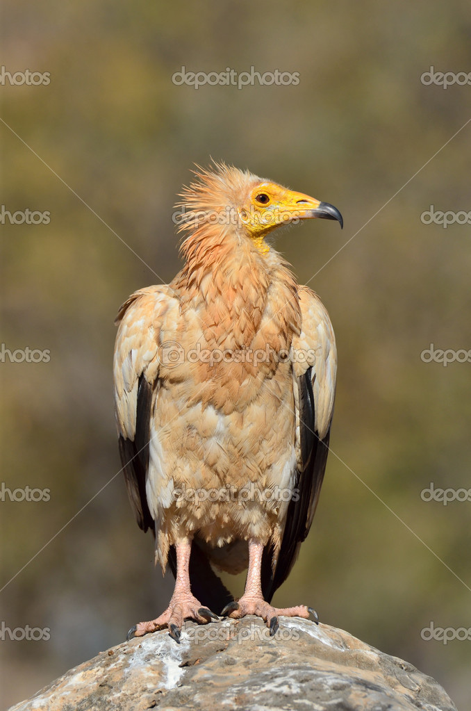 Egyptian vulture (Neophron Percnopterus) sits on the stone, Socotra, Yemen  Stock Photo by ©irinabal18 44757749